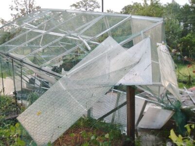 The Goldenrod is Starting to Bloom in the Beeyard Image